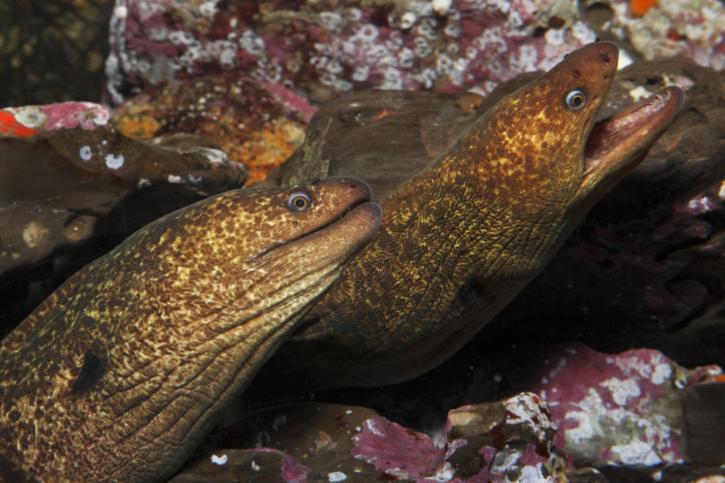California moray Animals Monterey Bay Aquarium