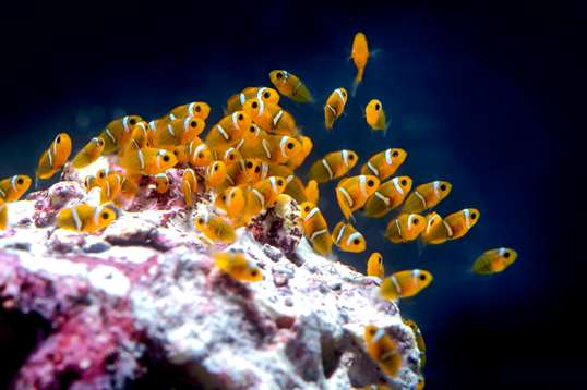 Fanfin anglerfish | Animals | Monterey Bay Aquarium