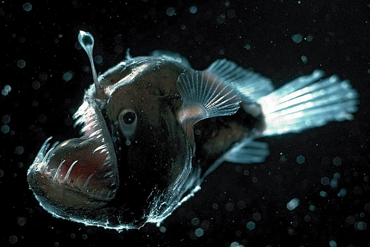 Deep Sea Anglerfish Animals Monterey Bay Aquarium