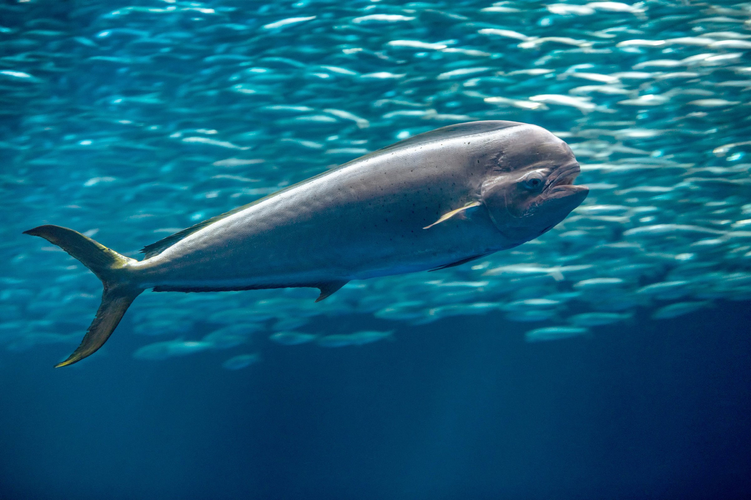 Dolphinfish Animals Monterey Bay Aquarium