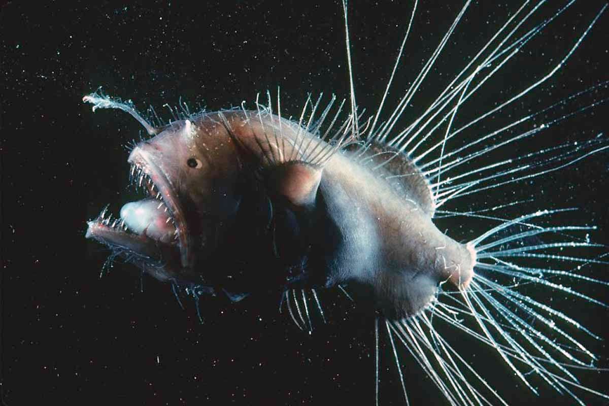 Fanfin anglerfish, Animals