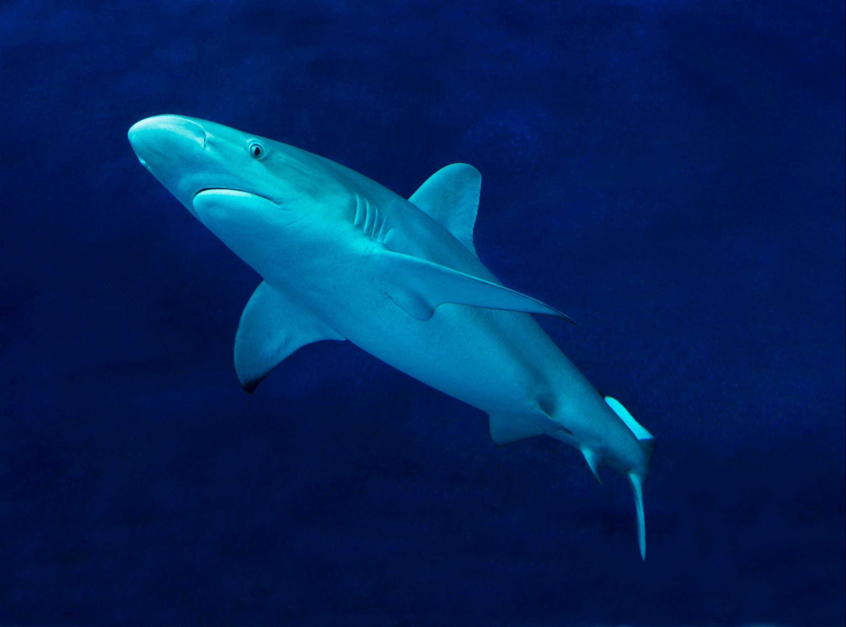 Galapagos shark | Animals | Monterey Bay Aquarium