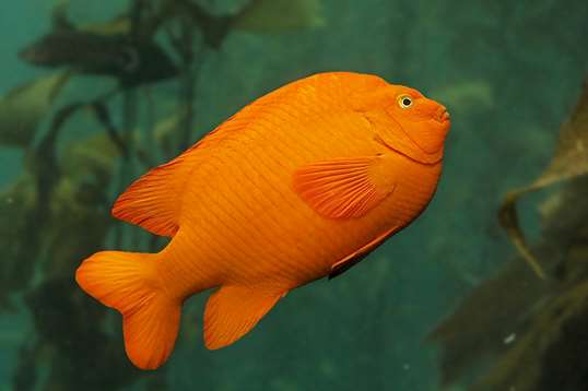 Fanfin anglerfish | Animals | Monterey Bay Aquarium