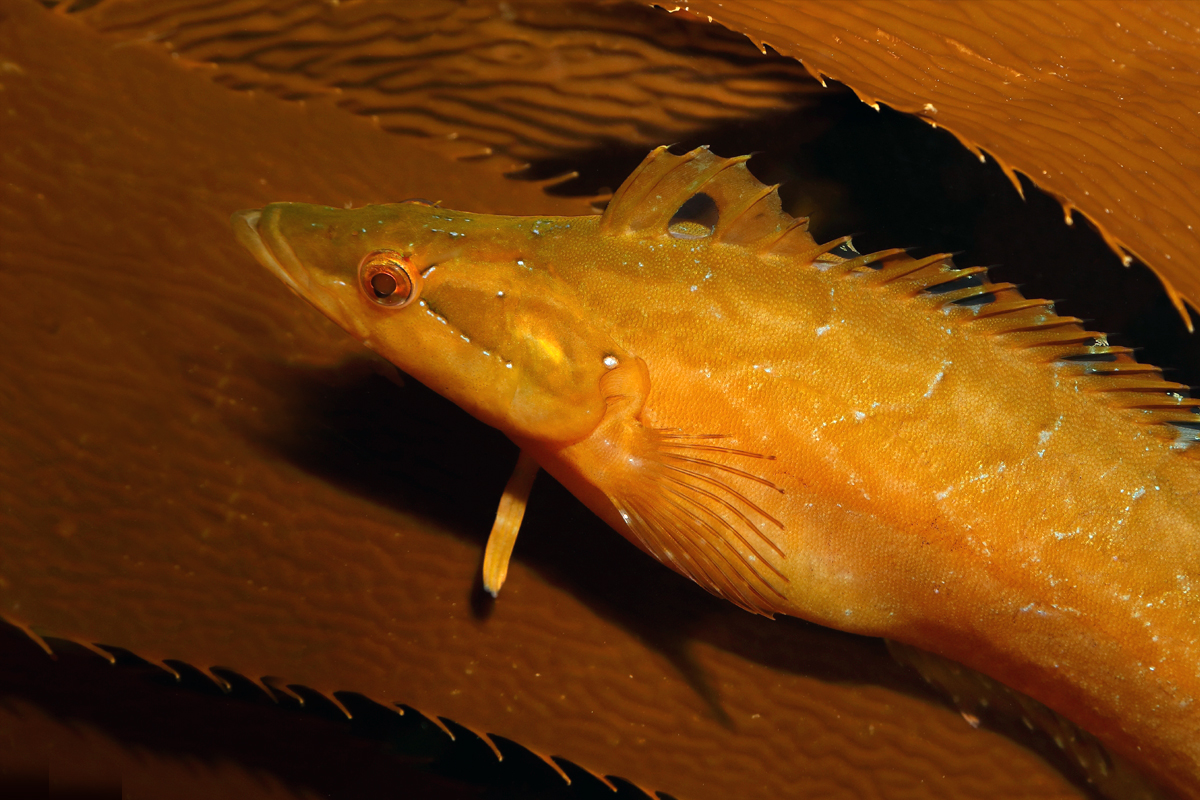 Giant kelpfish Animals Monterey Bay Aquarium