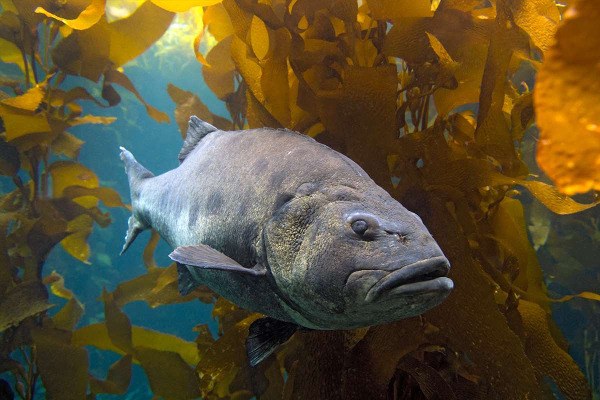 Giant sea bass Animals Monterey Bay Aquarium