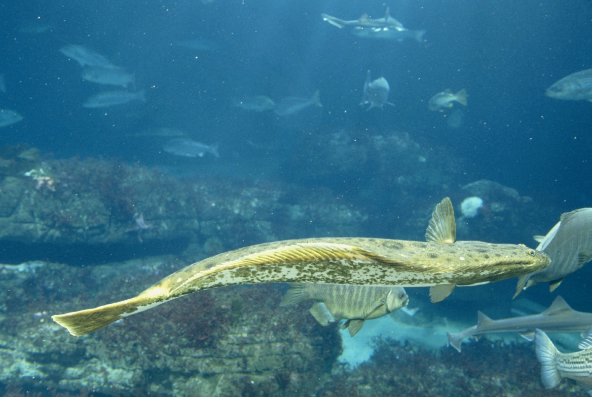 DULTON ONLINE SHOP | FISHES HALIBUT 105(HALIBUT): インテリア雑貨