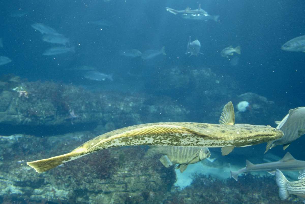 California halibut Animals Monterey Bay Aquarium