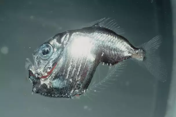 Deep-Sea Hatchetfish Hatchetfish-AP071