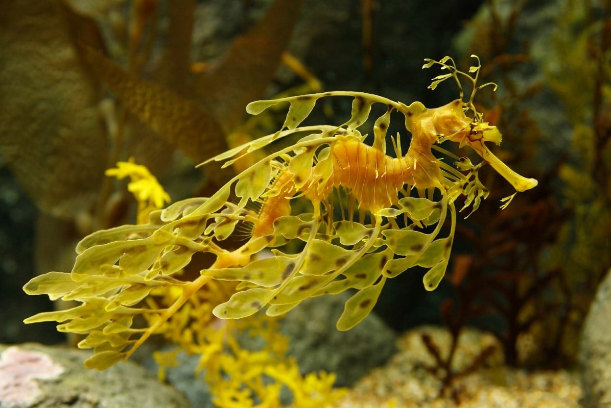 Leafy sea dragon | Animals | Monterey Bay Aquarium Leafy sea dragon | Animals | Monterey Bay Aquarium
