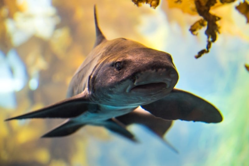 Sharks | Animals | Monterey Bay Aquarium
