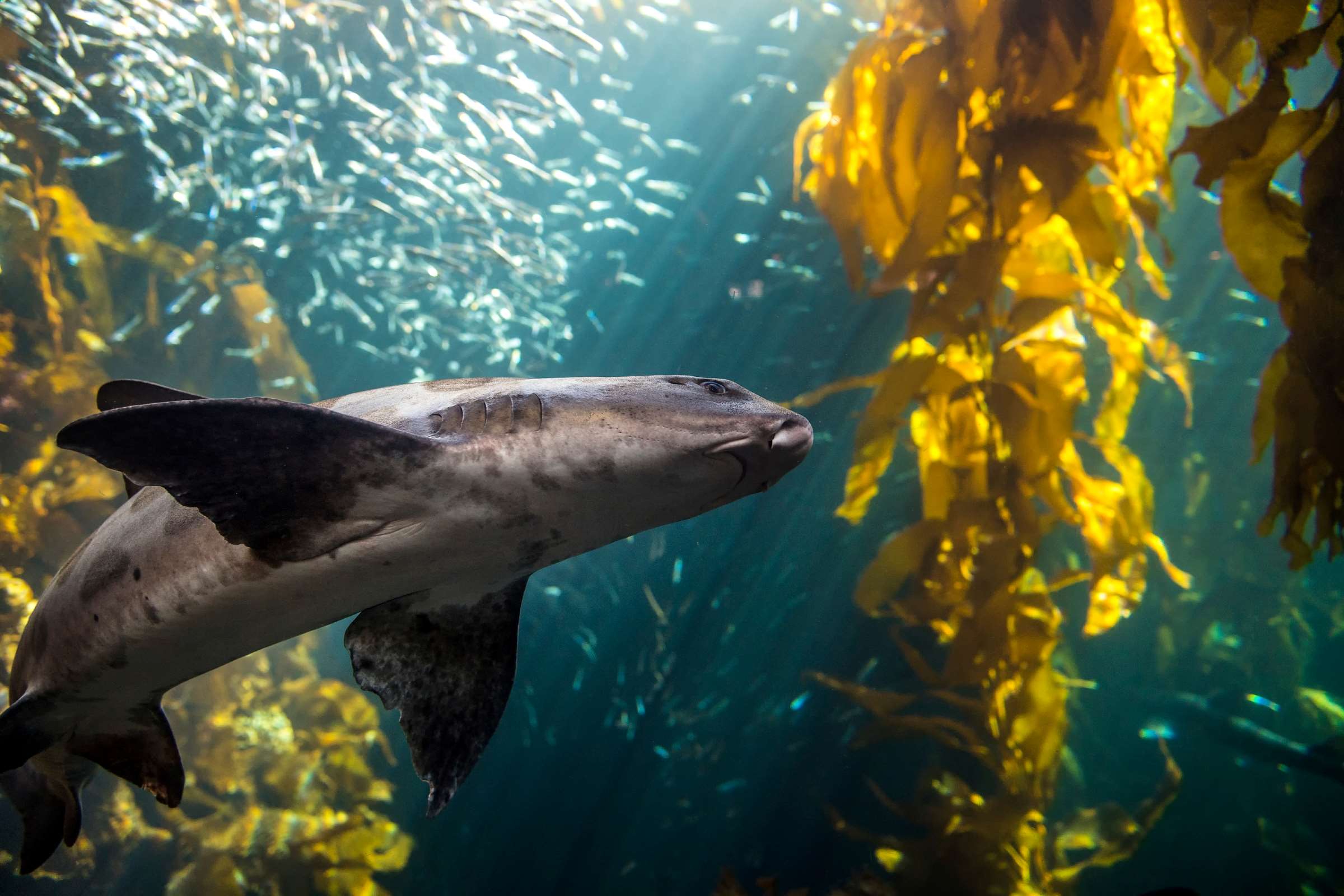 Kelp Forest | Live cam | Monterey Bay Aquarium