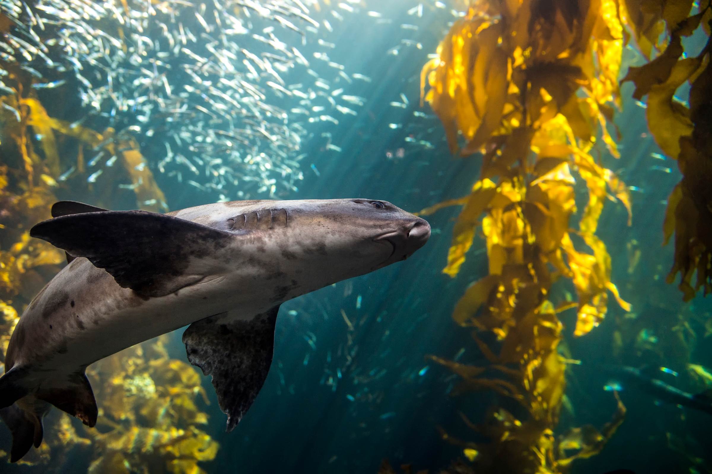 Kelp Forest Live Cam Monterey Bay Aquarium
