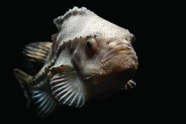 Lumpfish | Animals | Monterey Bay Aquarium