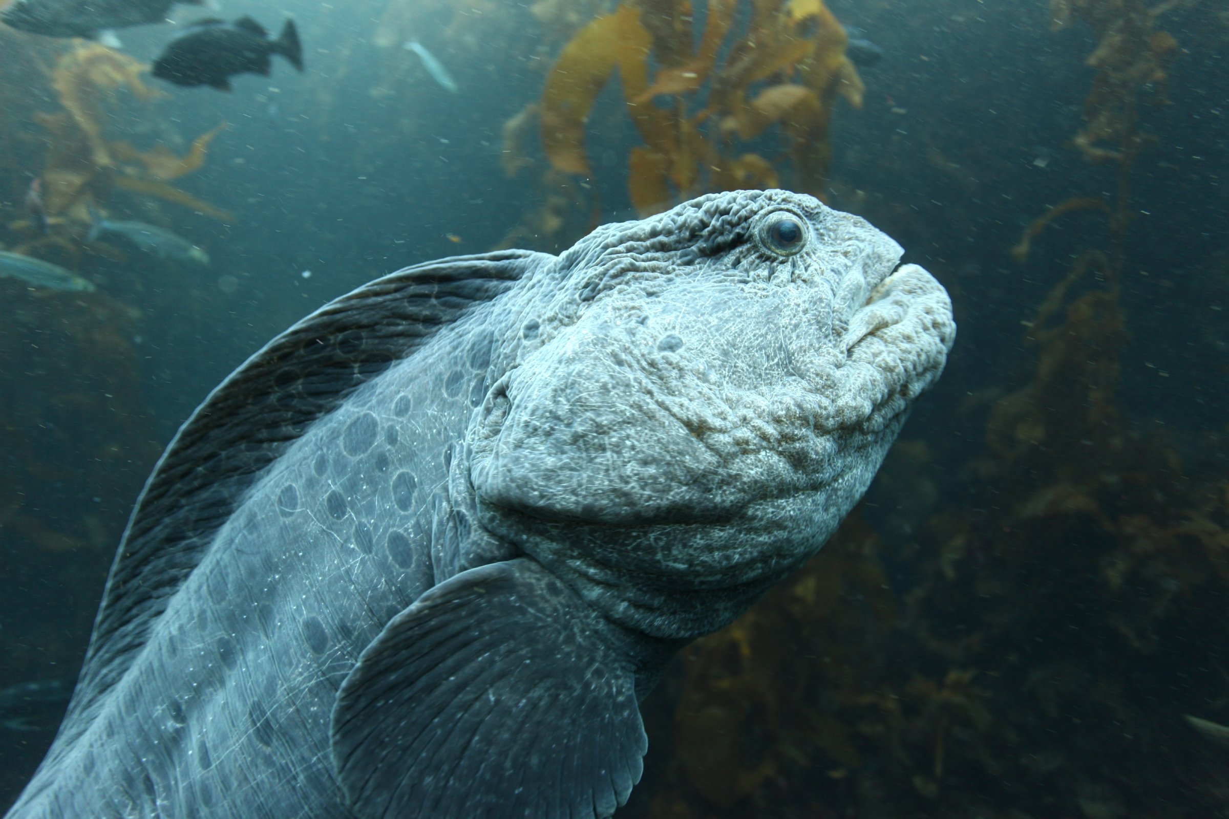 Wolfeel Animals Monterey Bay Aquarium