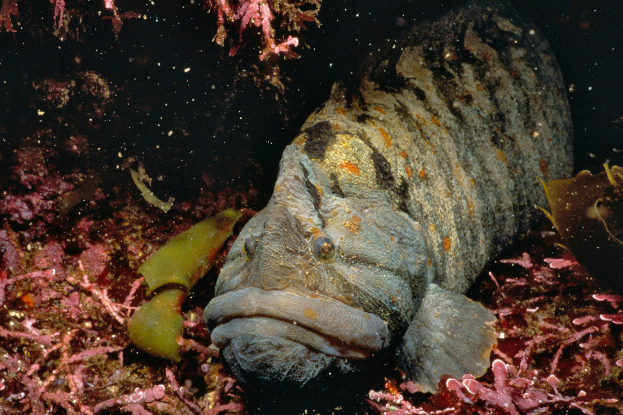 Monkeyface prickleback, Animals