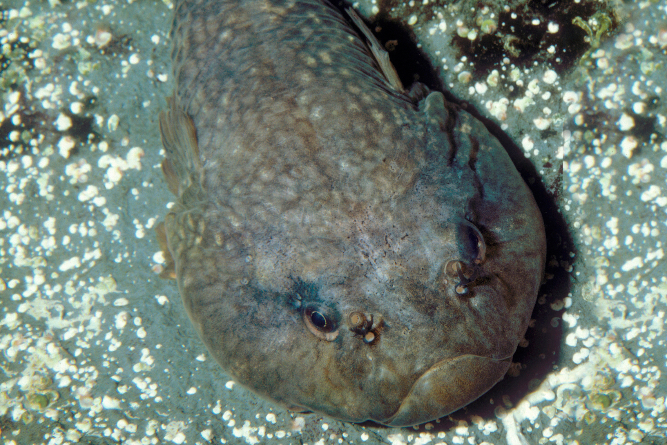 fish