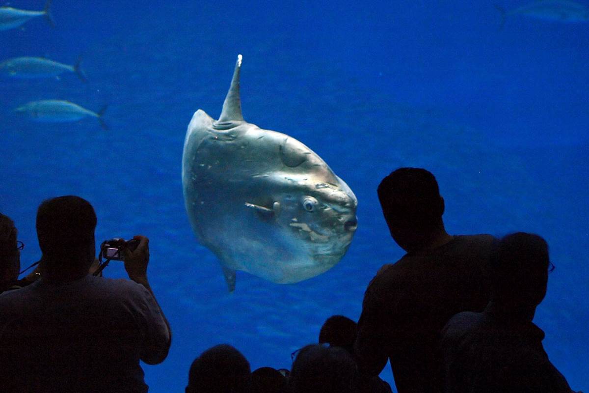 Job Opportunities Monterey Bay Aquarium