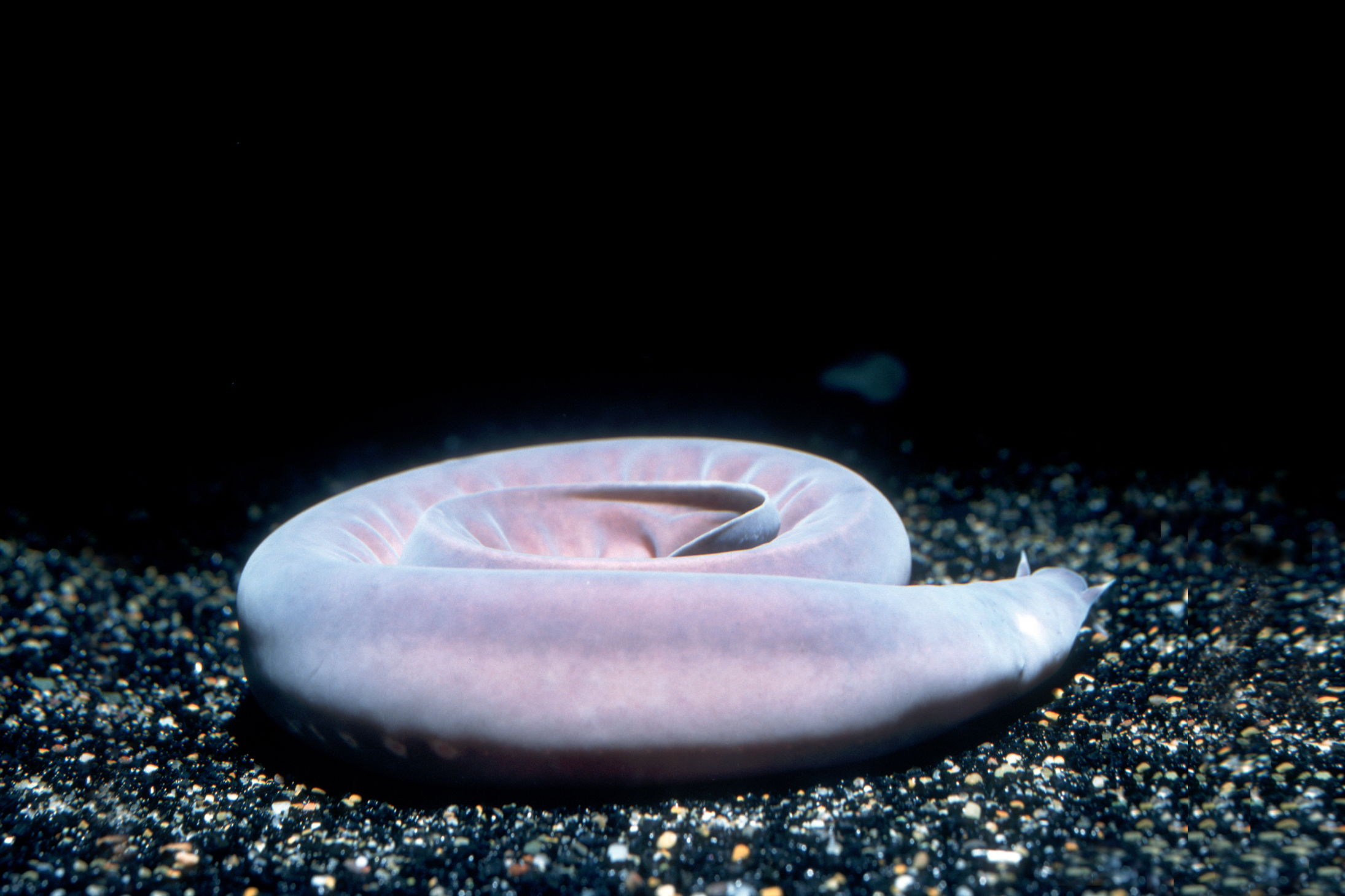 Hagfish Teeth