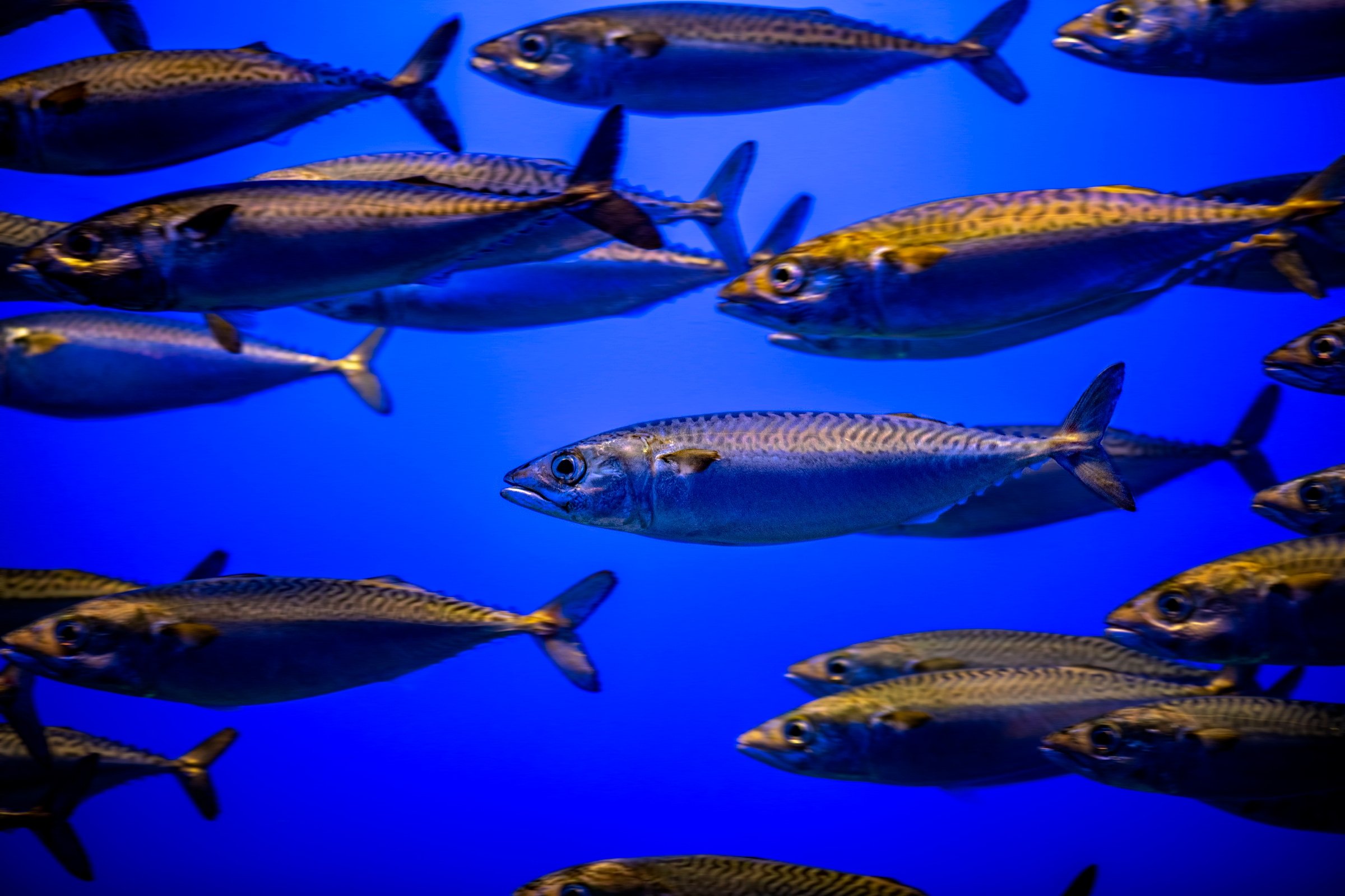 Curriculum 35 Decode a fish Monterey Bay Aquarium