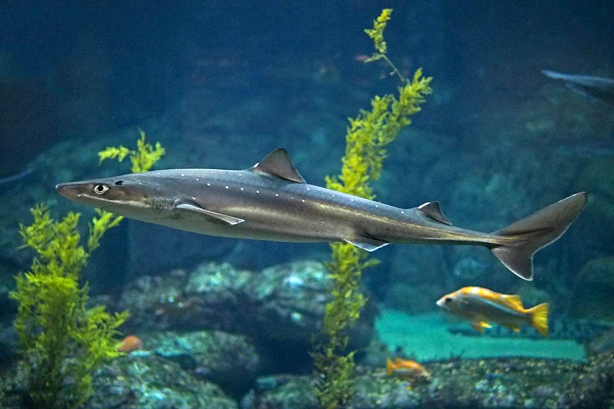 Pacific spiny dogfish | Animals | Monterey Bay Aquarium