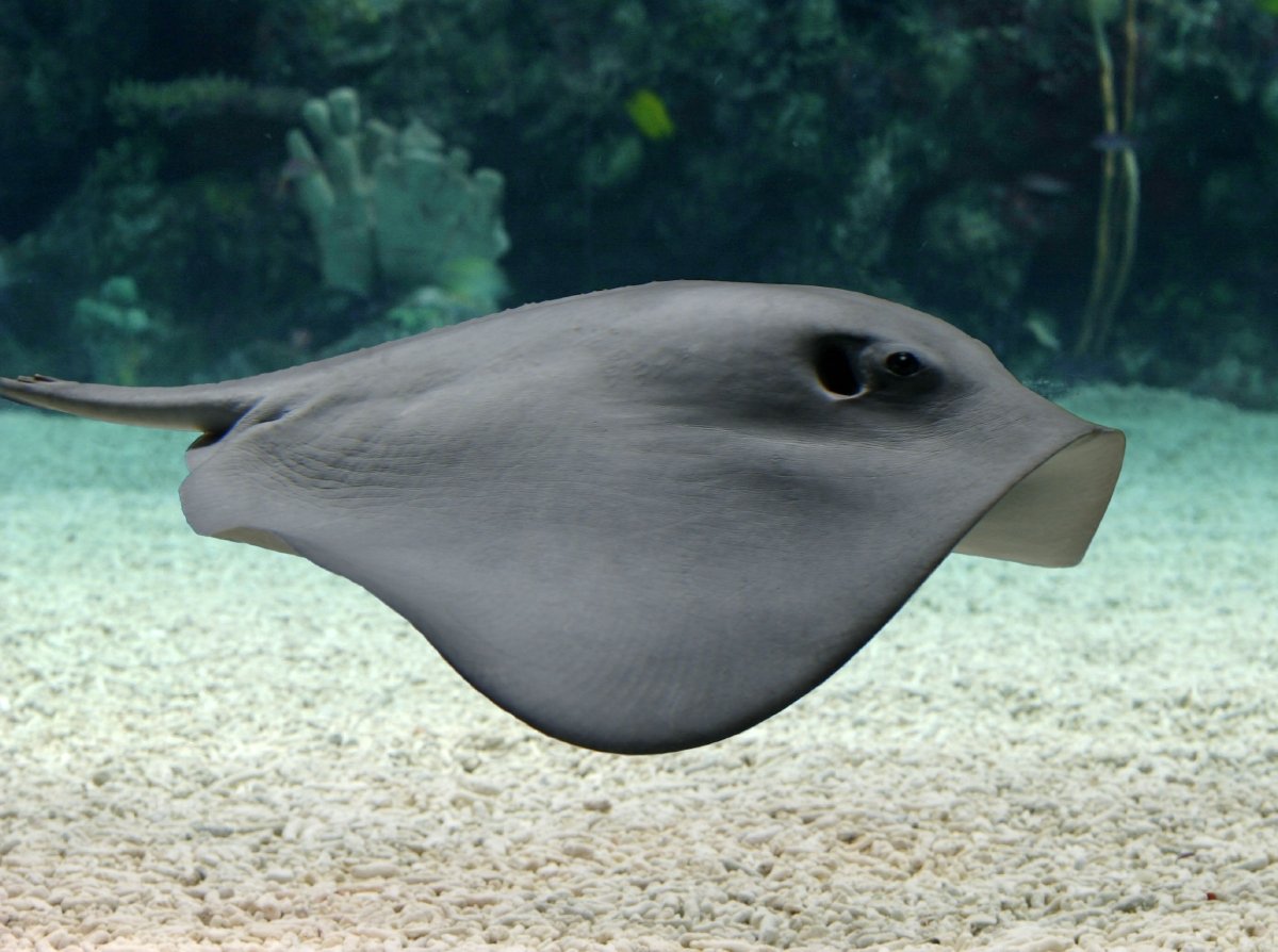 Pelagic stingray, Animals