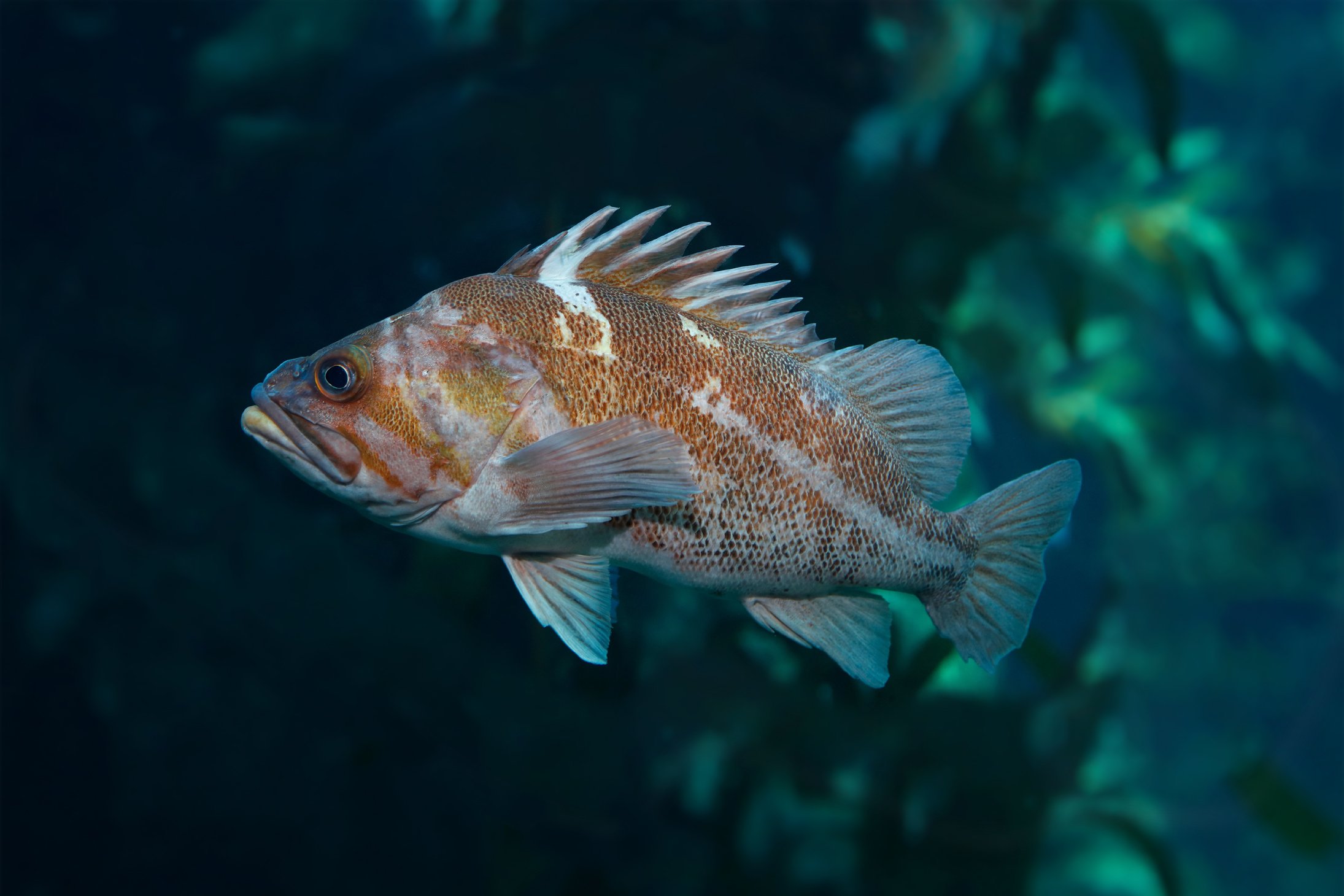 Rockfish | Monterey Bay Aquarium