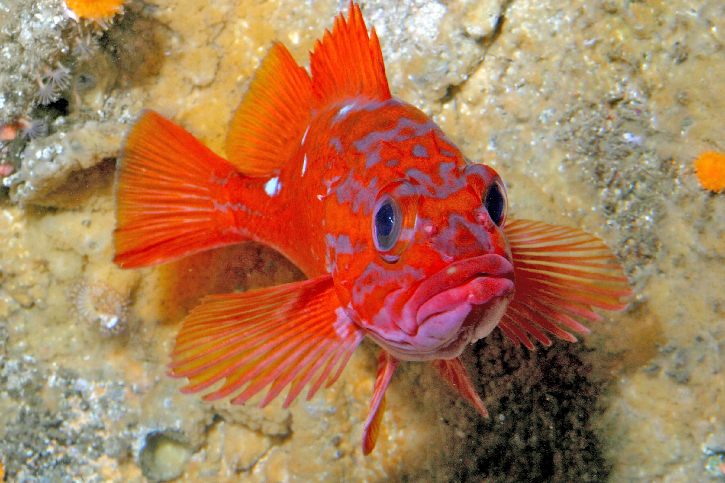 Rosy rockfish | Animals | Monterey Bay Aquarium