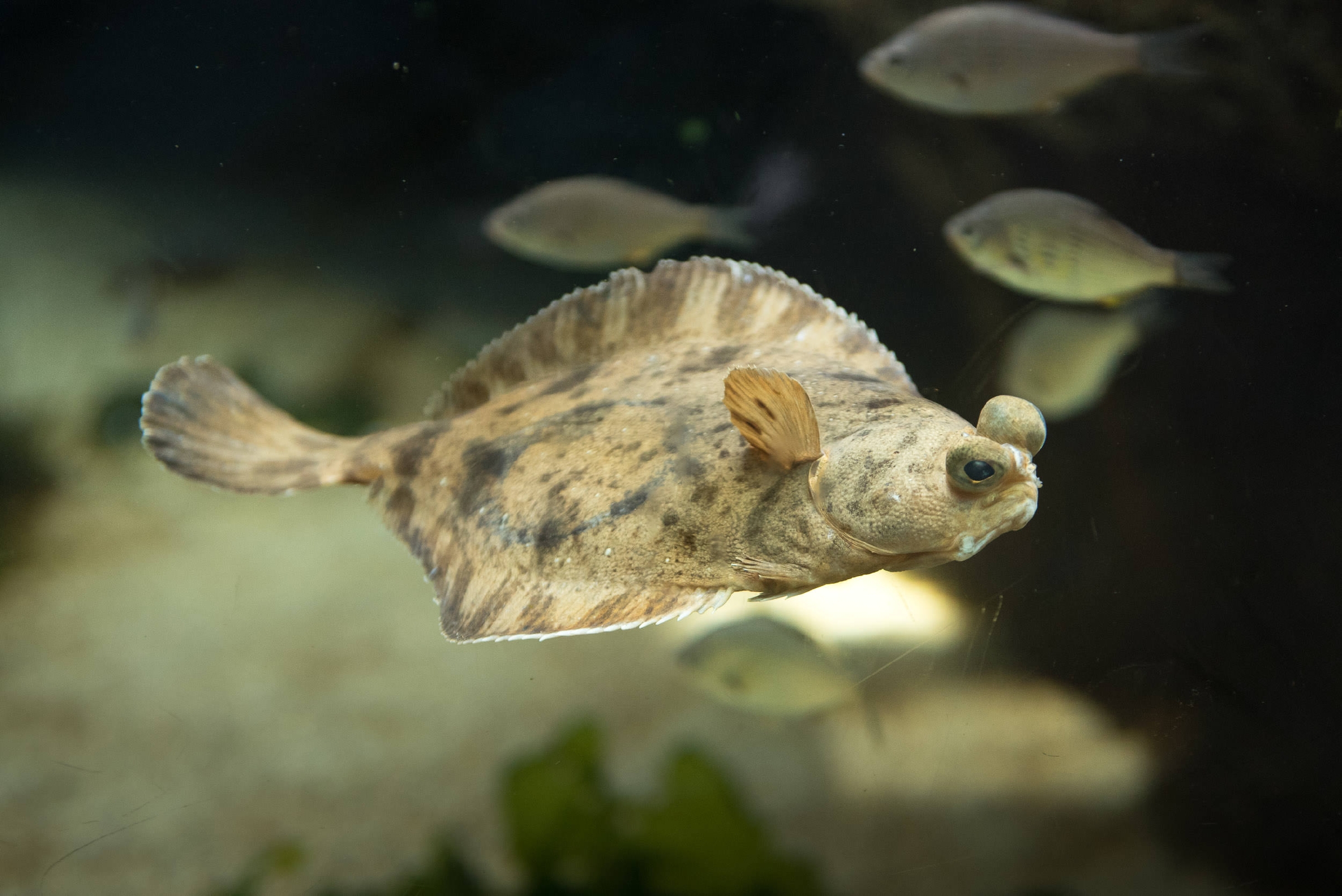 Sanddab Animals Monterey Bay Aquarium