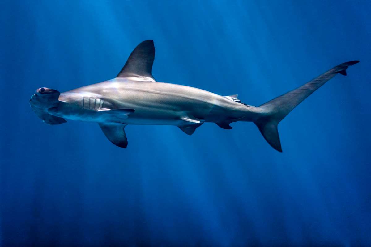 Scalloped hammerhead shark | Monterey Bay Aquarium