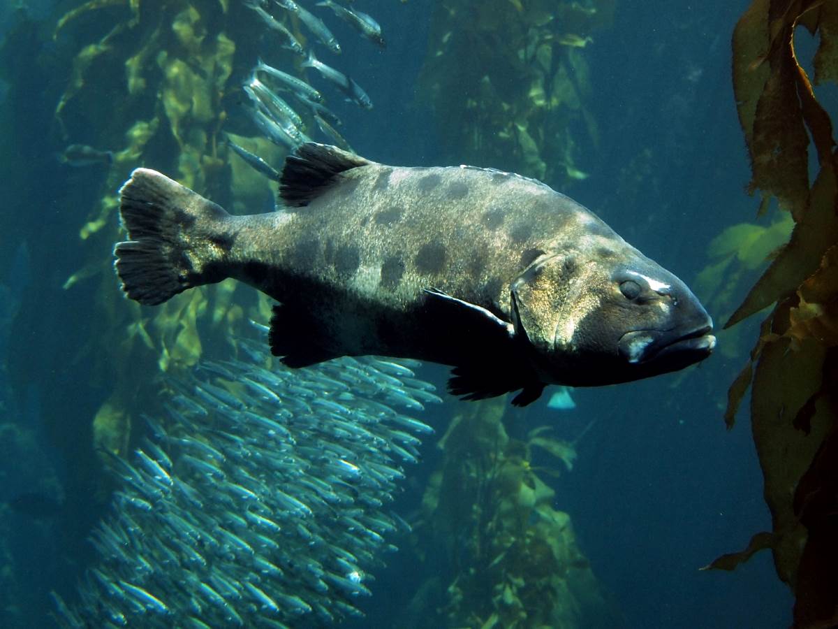 Giant sea bass Animals Monterey Bay Aquarium