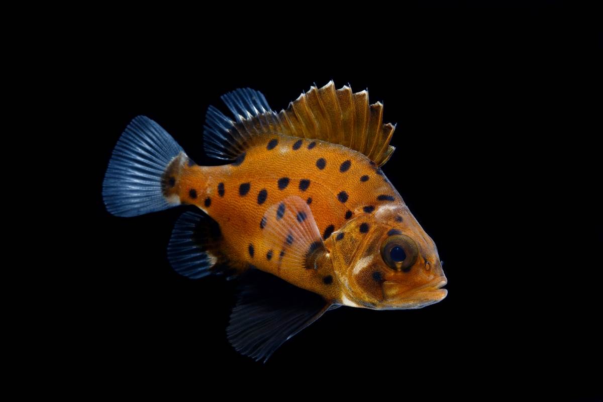 Giant sea bass Animals Monterey Bay Aquarium