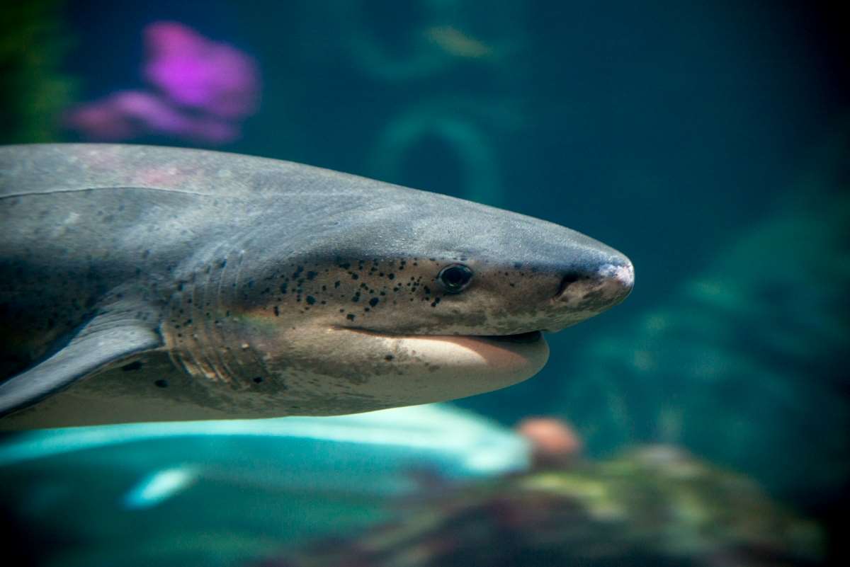 A sevengill shark swimming in the Monterey Bay Habitats exhibit at the Monterey Bay Aquarium