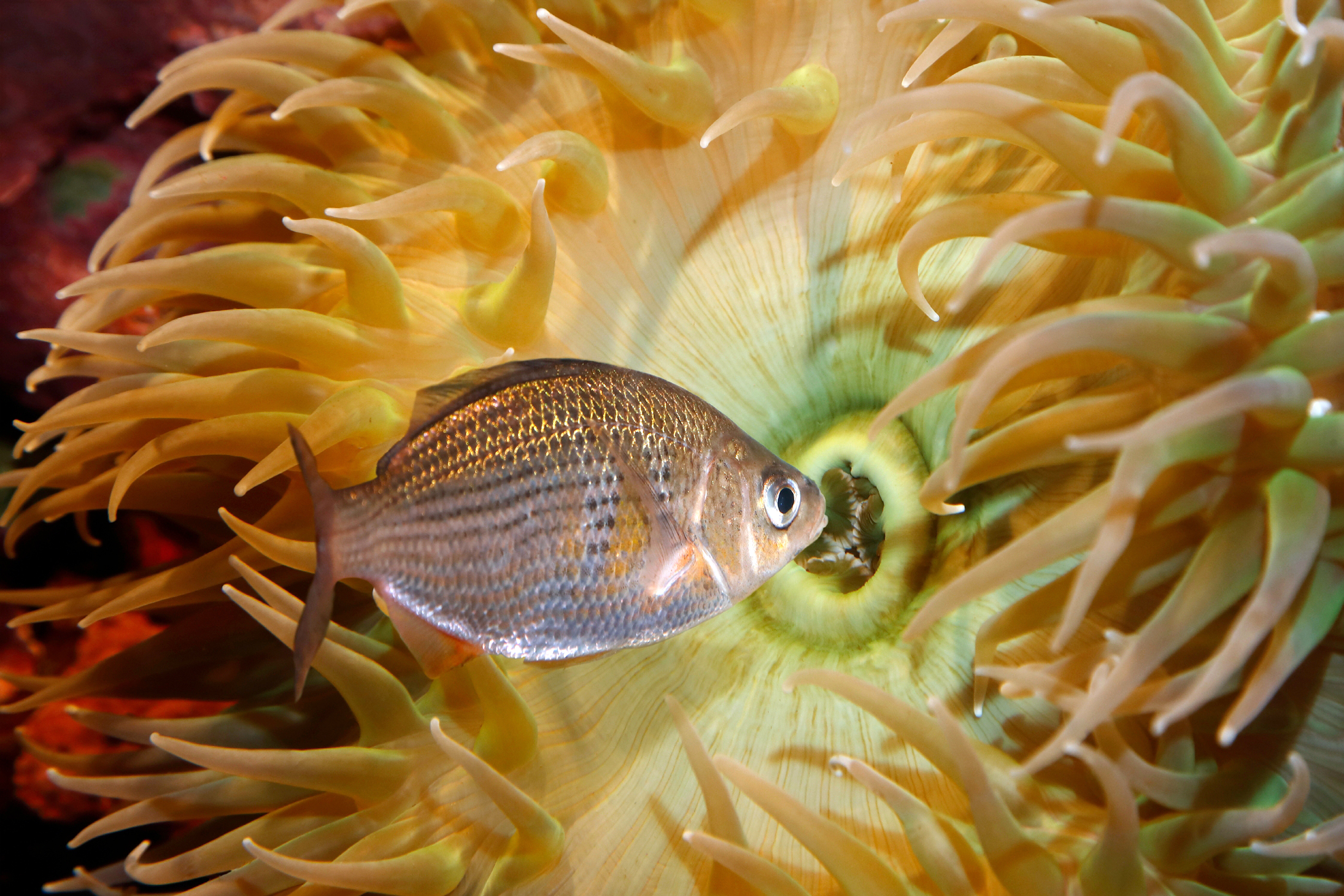 Shiner surfperch, Animals