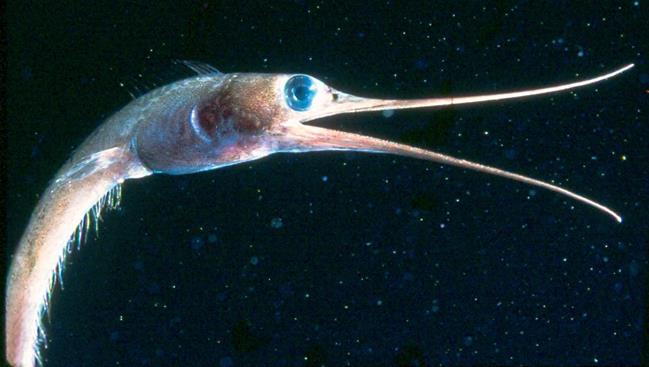 fish