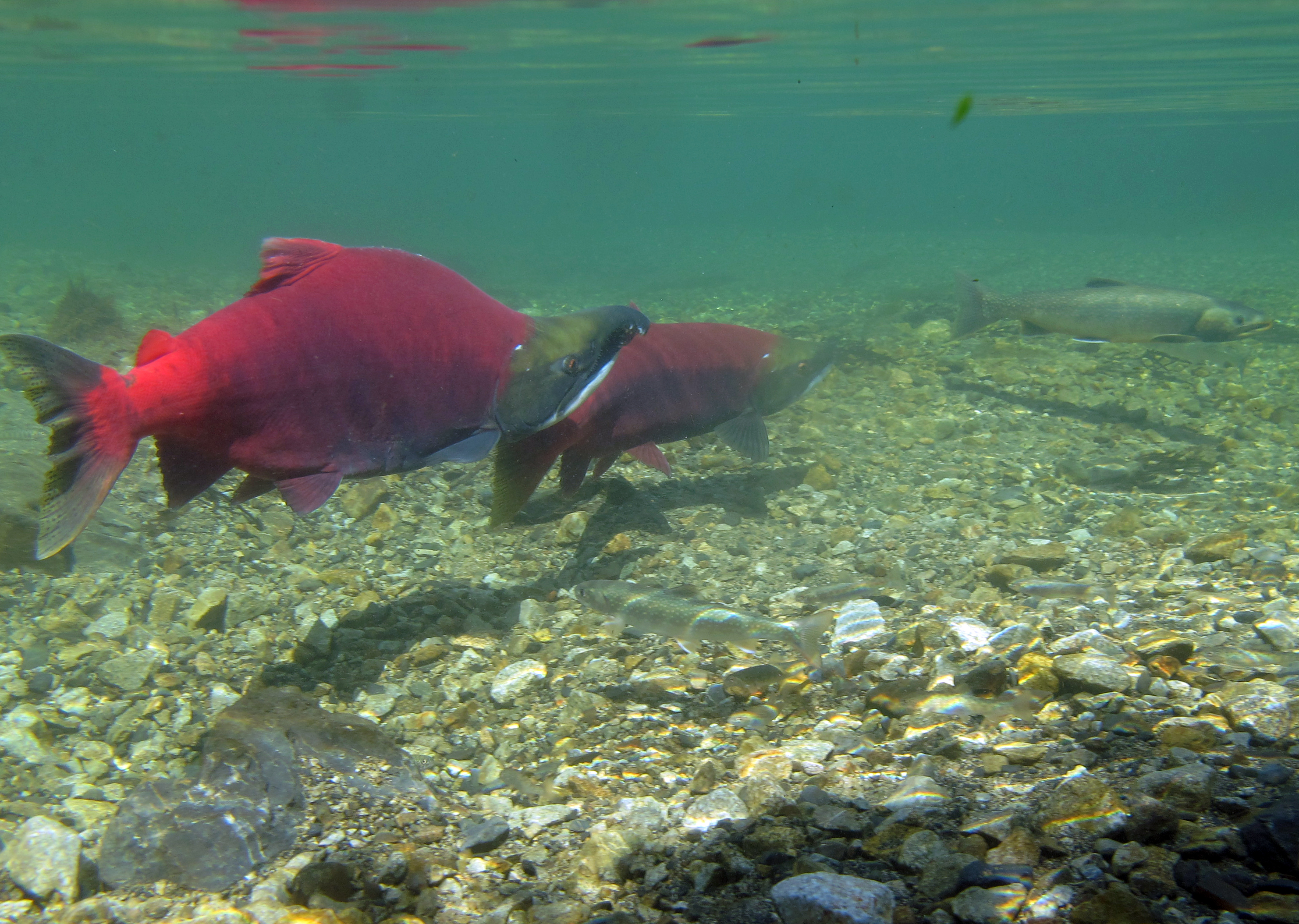 Standing up for salmon, Stories