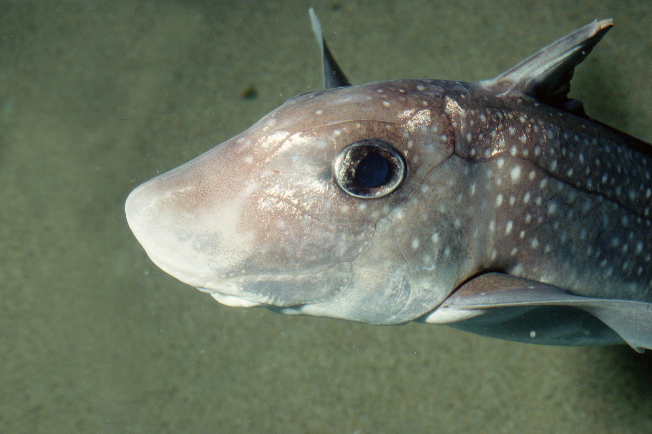 Spotted ratfish | Animals | Monterey Bay Aquarium