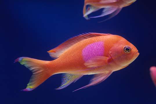 Fanfin anglerfish | Animals | Monterey Bay Aquarium