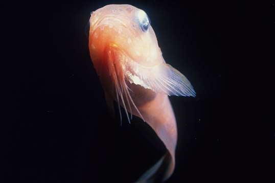 Fanfin anglerfish | Animals | Monterey Bay Aquarium