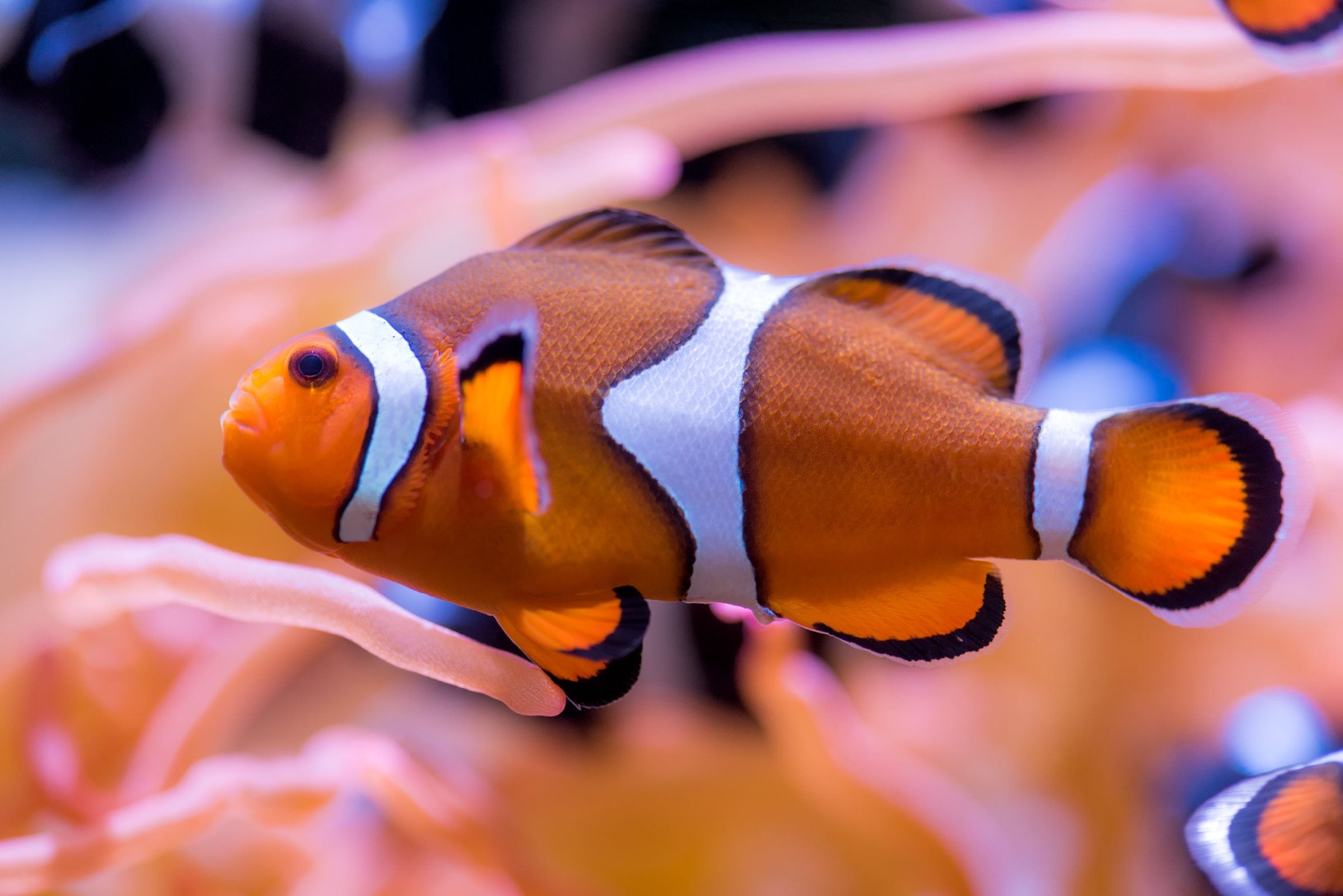 Clownfish Animals Monterey Bay Aquarium
