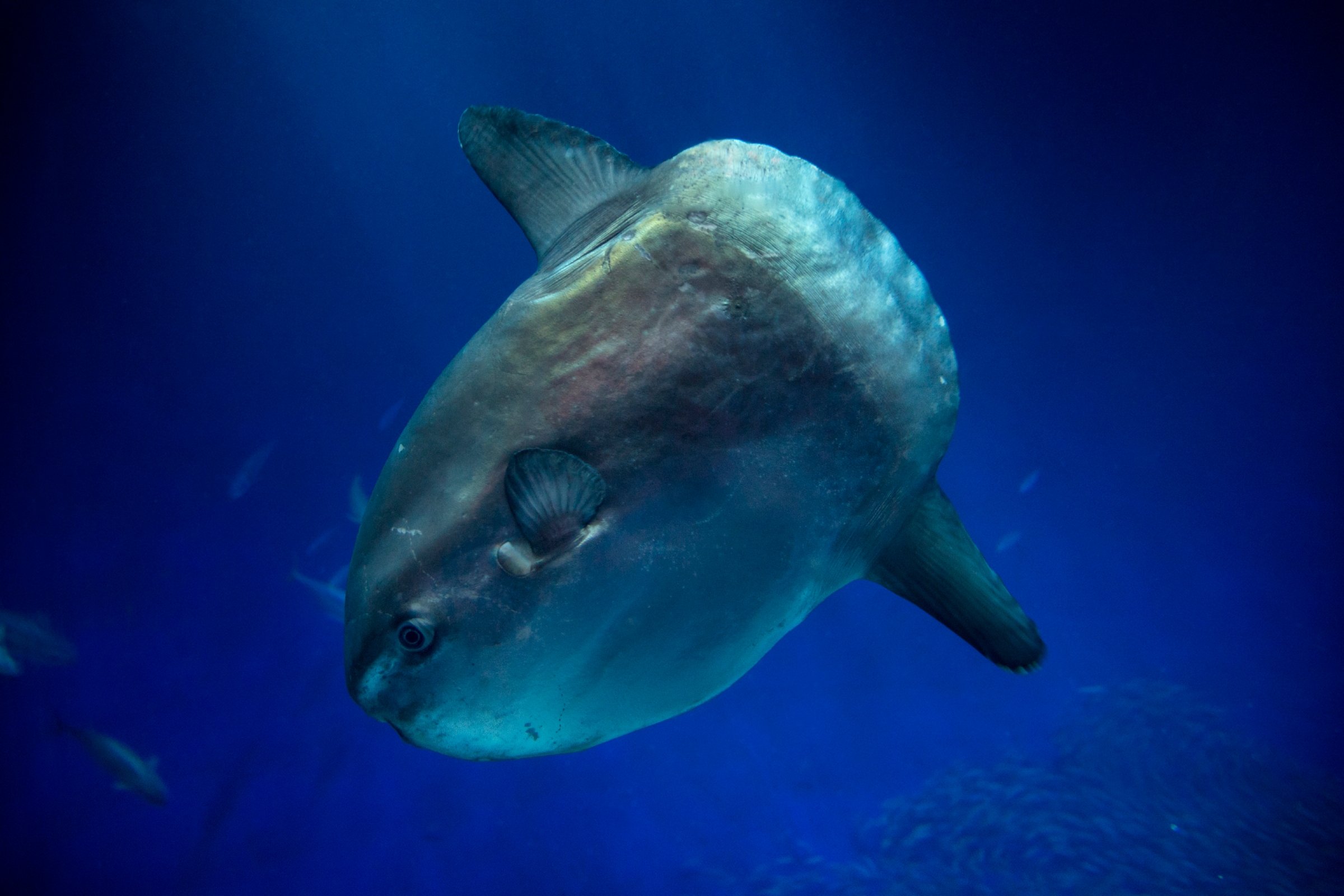 Meet the ocean sunfish (Mola mola)