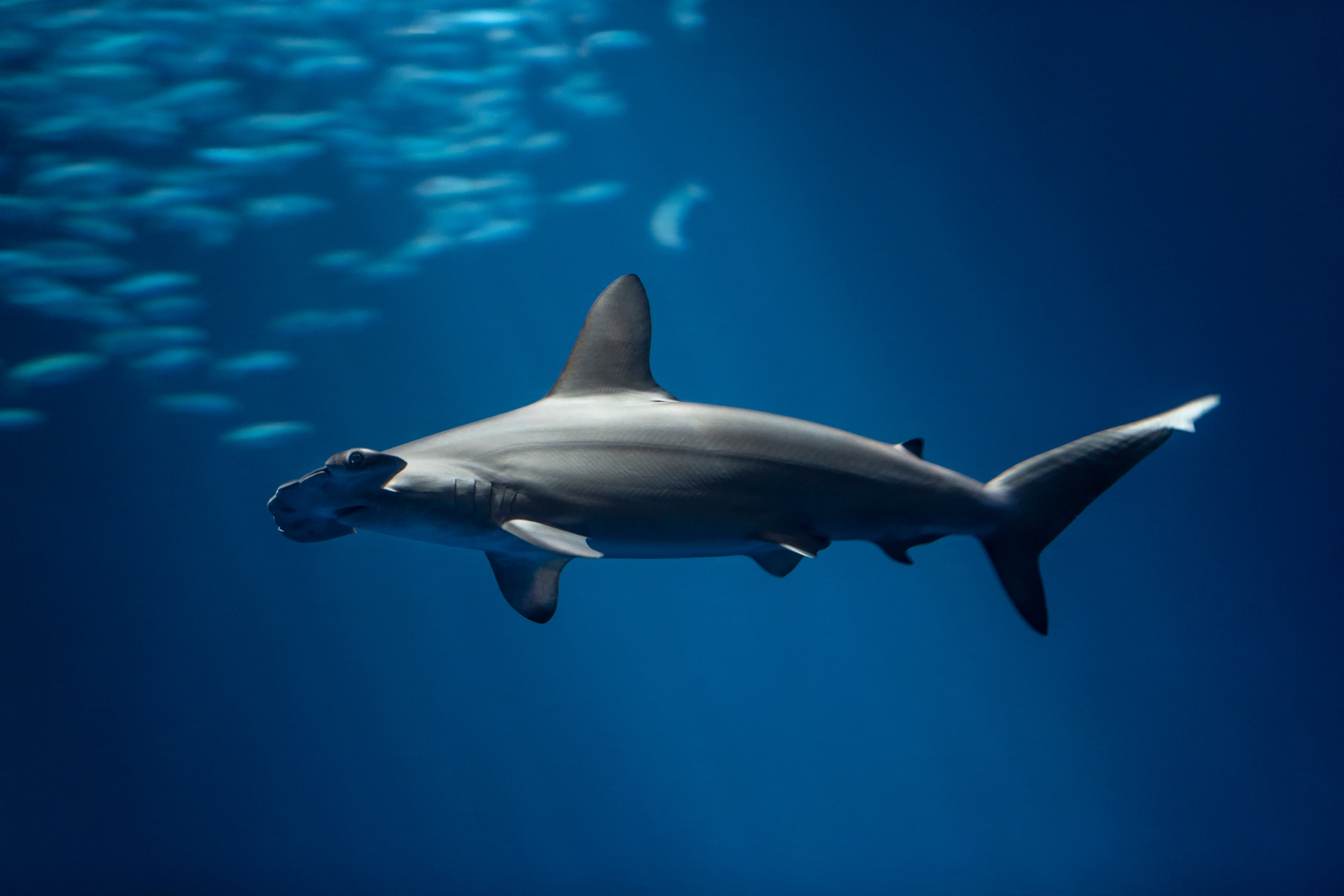 Scalloped hammerhead shark