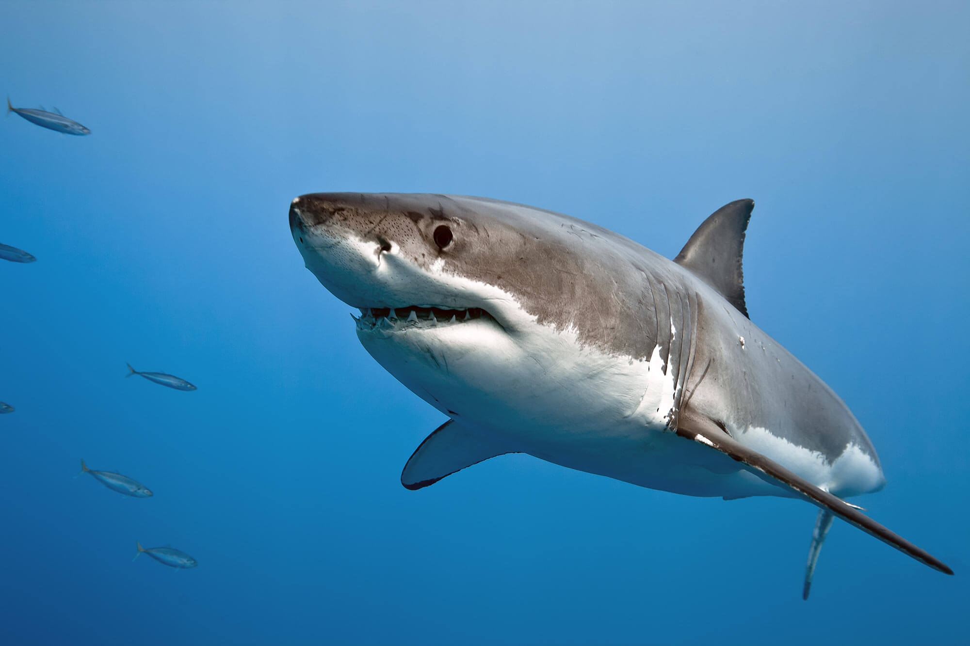 White shark | Animals | Monterey Bay Aquarium