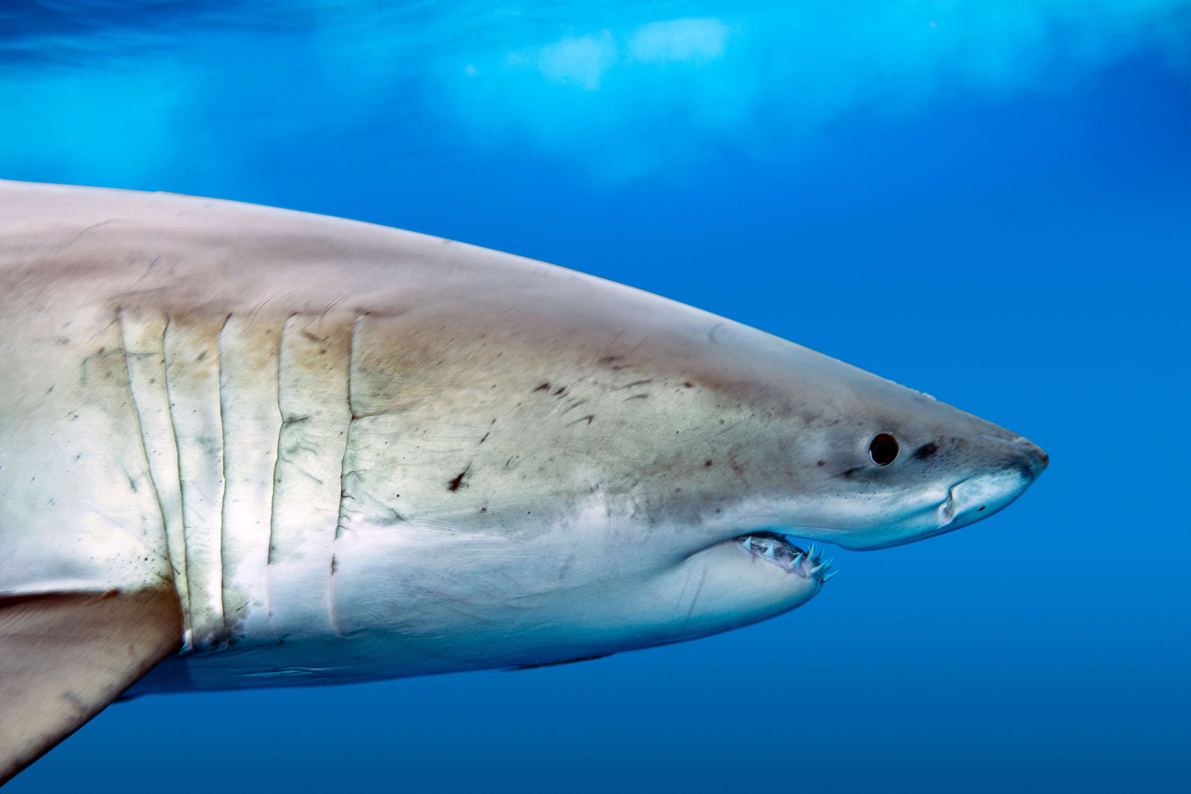 White shark | Animals | Monterey Bay Aquarium