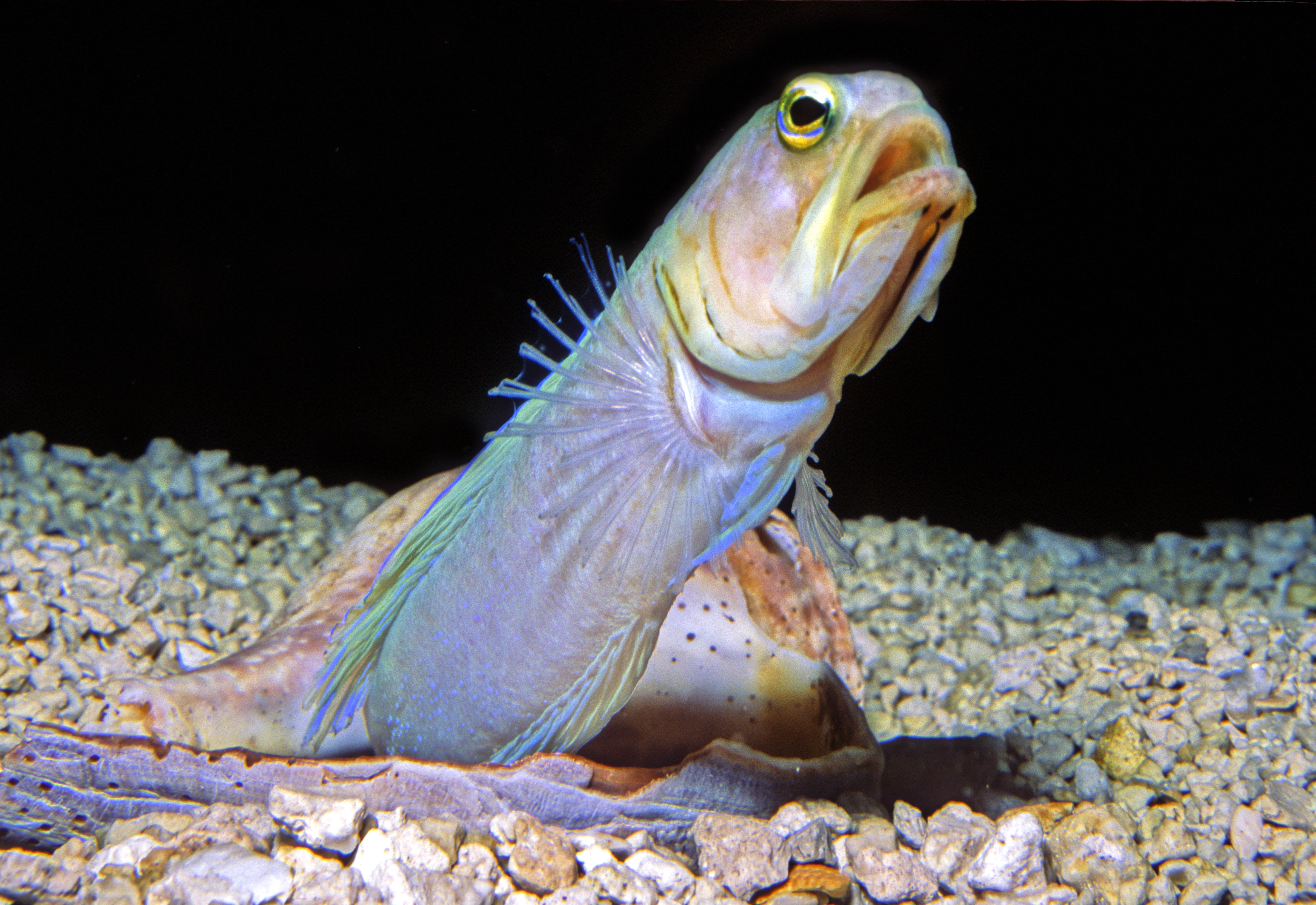 Yellow-headed jawfish | Animals | Monterey Bay Aquarium