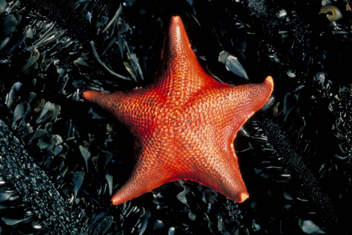 Bat star Animals Monterey Bay Aquarium