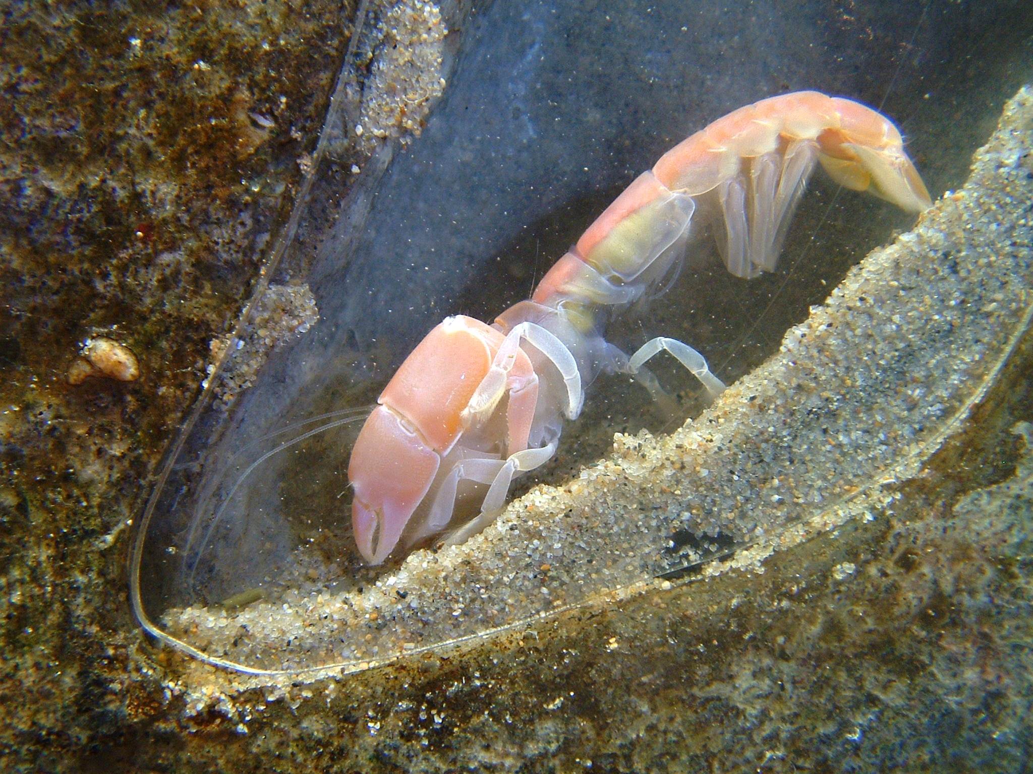 Bay ghost shrimp Animals Monterey Bay Aquarium