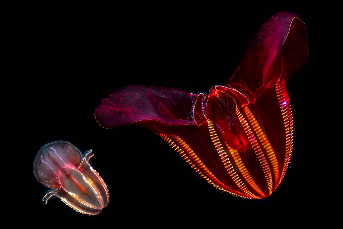 Stories Diving into the Deep Monterey Bay Aquarium