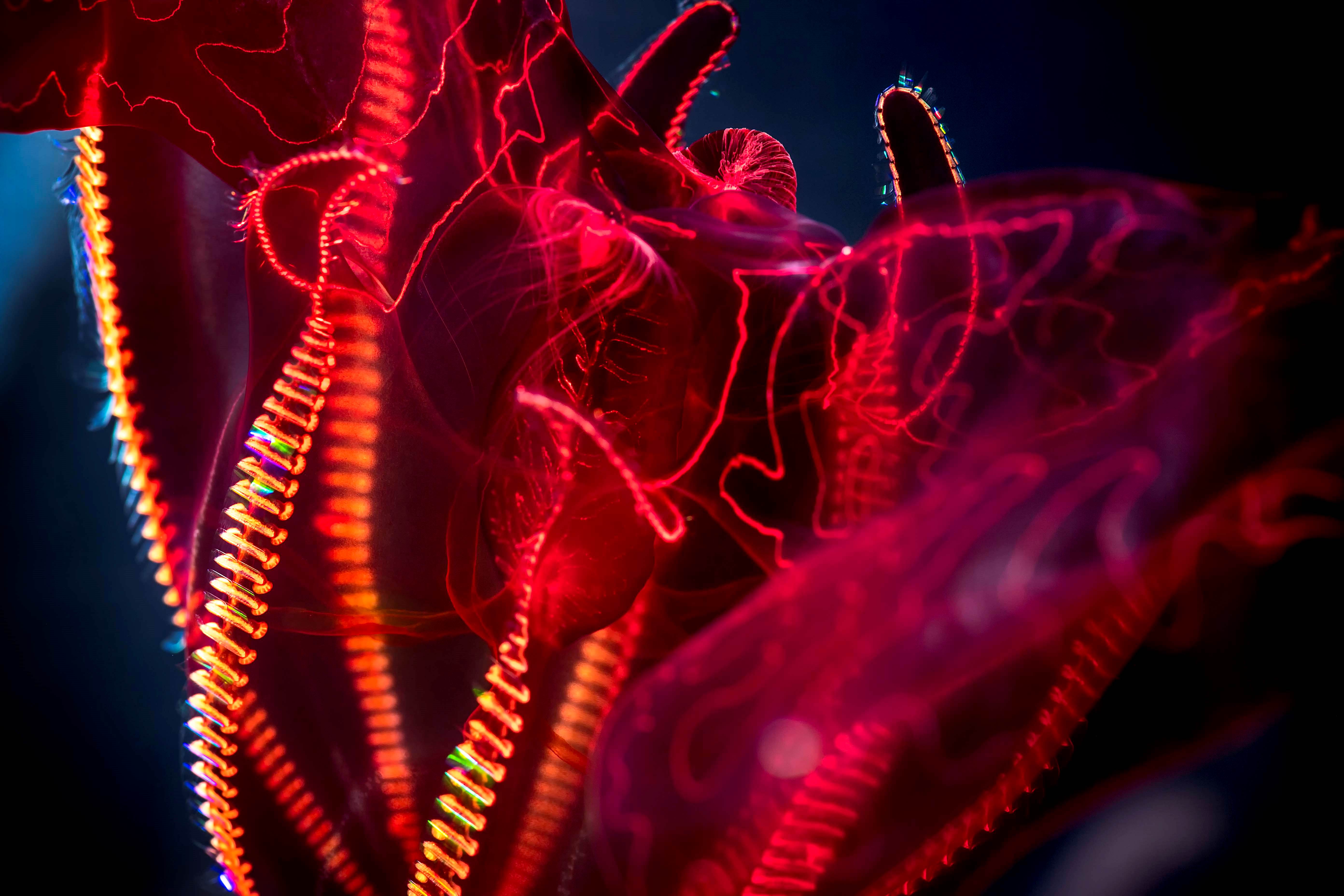 equilibrar en Jugar juegos de computadora bloodybelly comb jelly facts