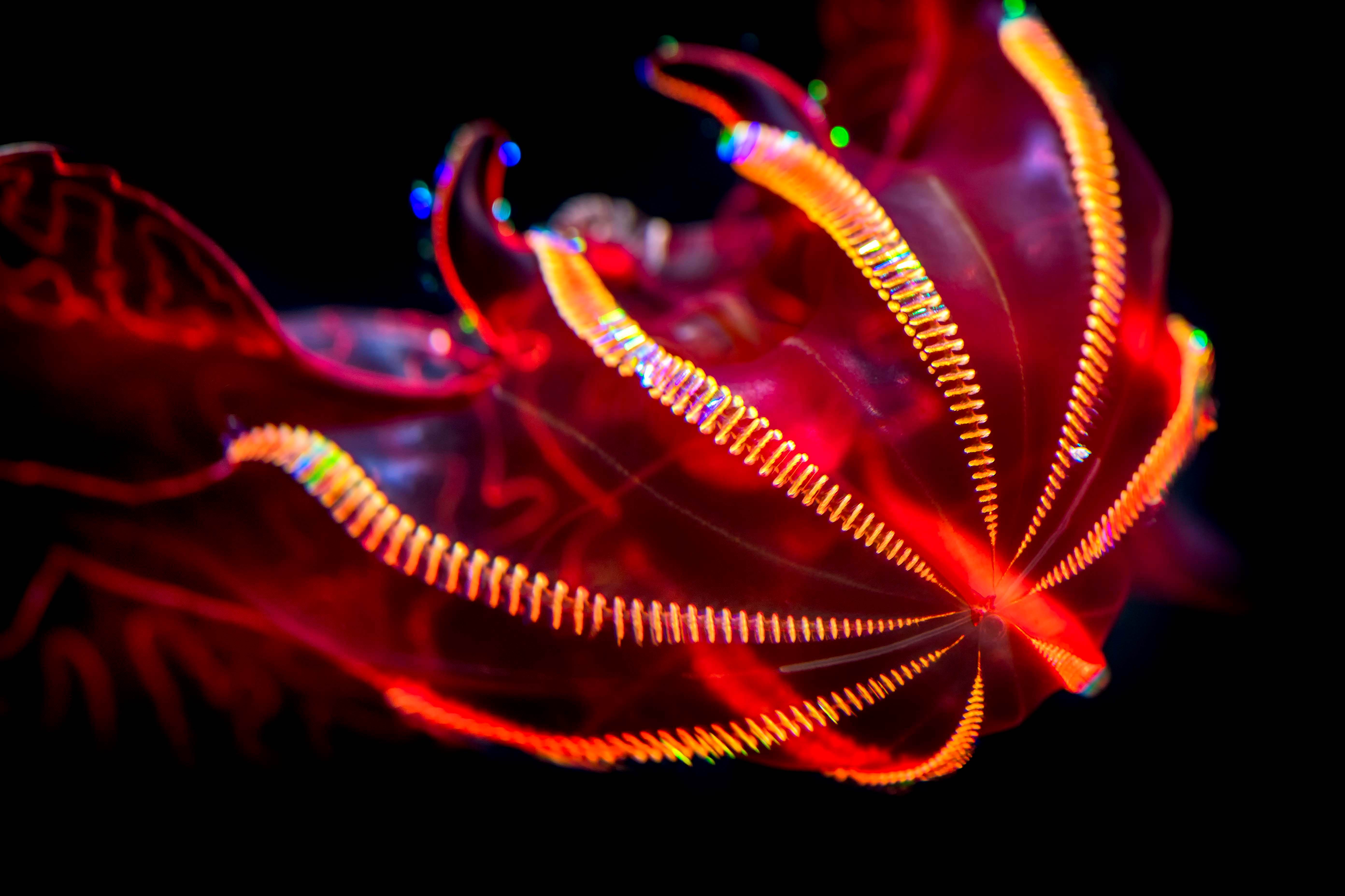 Bloodybelly comb jelly Animals Monterey Bay Aquarium