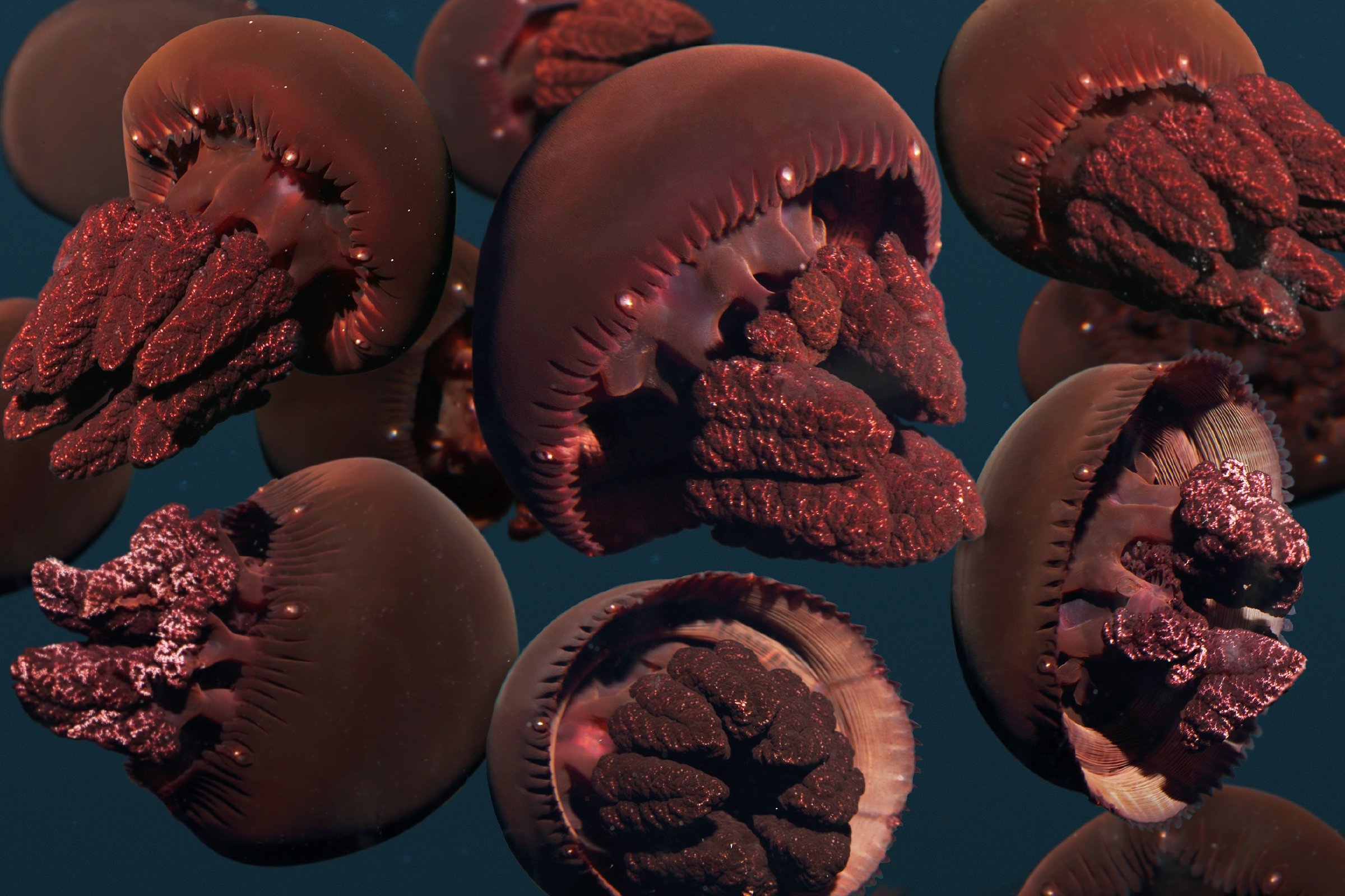 Blue Blubber Jellyfish